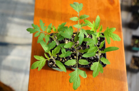 Tomato Seedlings